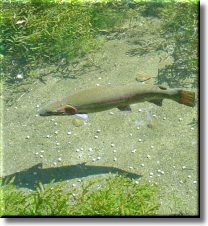 Rainbow Trout
