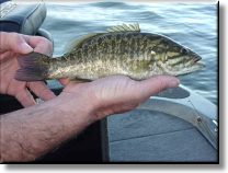 Smallmouth