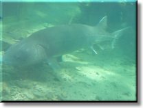 Sturgeon