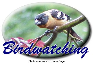 Birdwatching